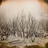 Burning Bush