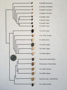 black eyed peas family tree